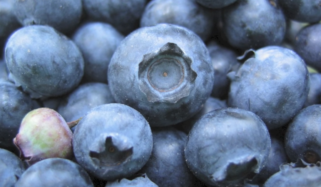 Best Brain Foods - Foods That May Help Prevent Memory Loss