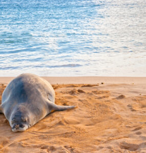 Poipu Beach on Kauai's south shore