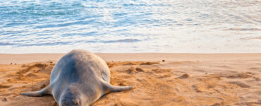 Poipu Beach on Kauai's south shore
