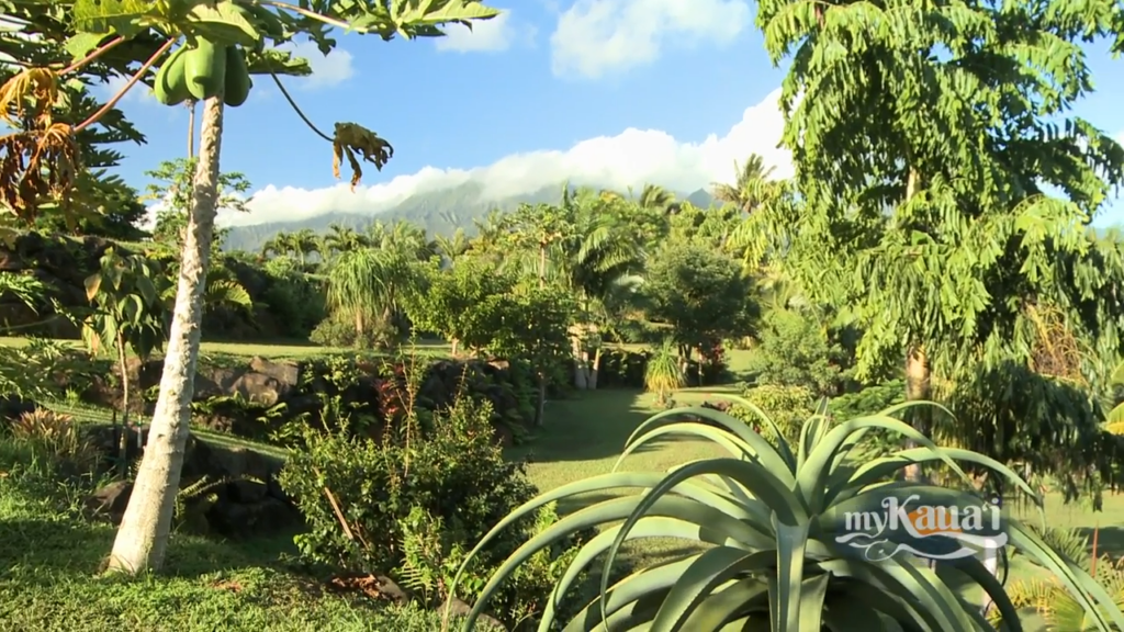 Princeville Botanical Gardens - Kauai and Eco-Tourism