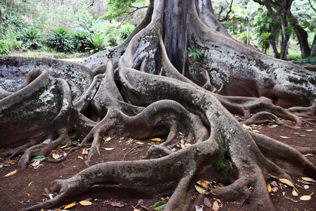 Allerton Garden: Jurassic Roots and Tropical Beauty Kauai Movie Locations