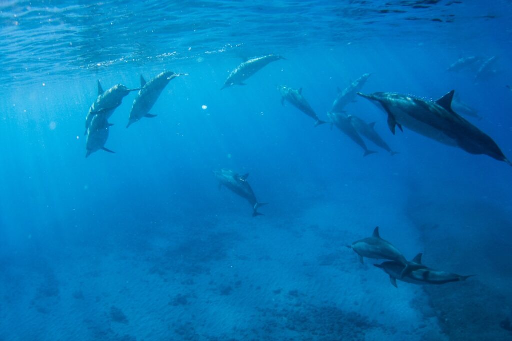 Oahu Travel Guide - Swimming with Dolphins