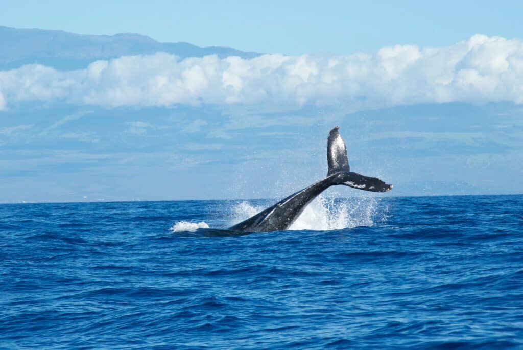 Maui - Whale-Watching