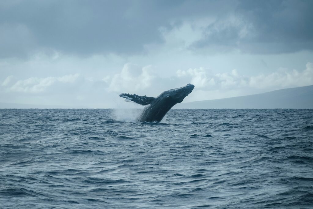 Maui travel Guide - When to Go: Weather, Whales, and Wallet Damage